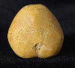 Plesiaster tranghayensis (LAMBERT 1936) - Bild &copy; FossNet FossilienStore